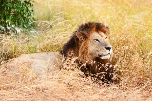 Masai Mara erkek aslan — Stok fotoğraf