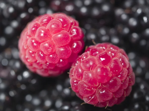 Two Raspberries and Blackberries — Stock Photo, Image