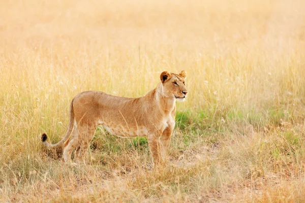 Löwenweibchen in der Masai Mara — Stockfoto