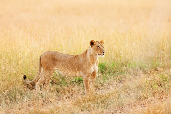 Leão fêmea em Masai Mara — Fotografia de Stock