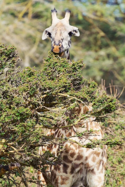 Żyrafa w parku Naivasha — Zdjęcie stockowe