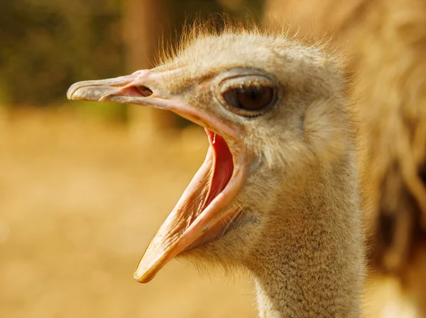 Ostrich with open beak — Stock Photo, Image