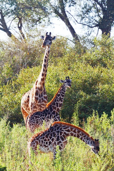 Giraffes eating green leaves — Stock Photo, Image