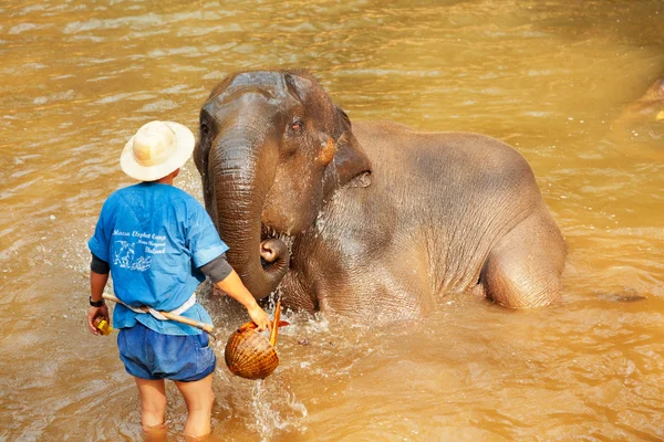 Hombre tailandés bañando a su elefante —  Fotos de Stock