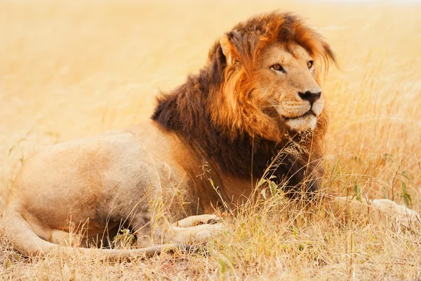 Lejon i Masai Mara — Stockfoto