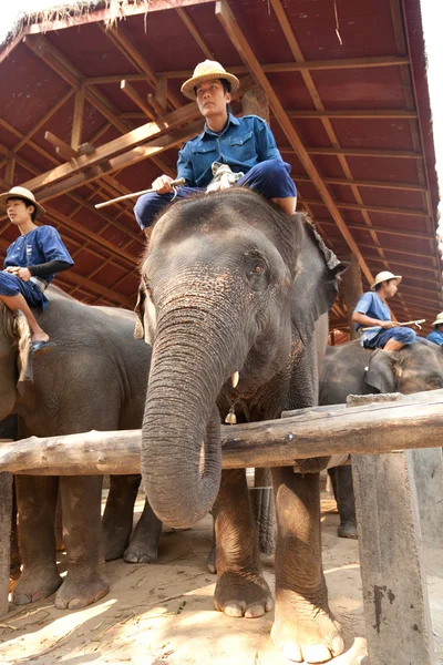 杜茎山大象营地，泰国 — 图库照片