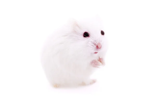 Witte muis geïsoleerd — Stockfoto