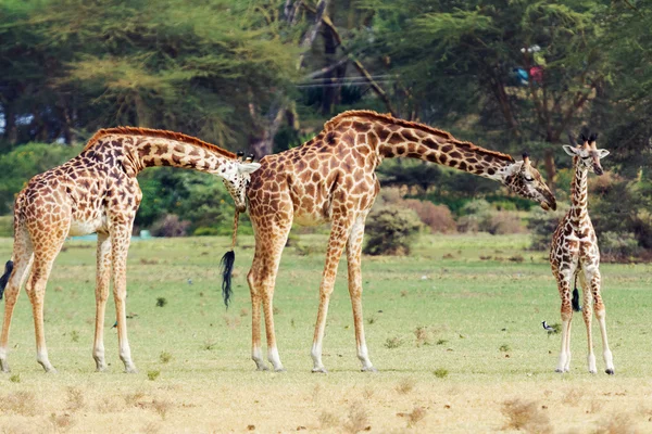 Жирафи в Naivasha парку — стокове фото