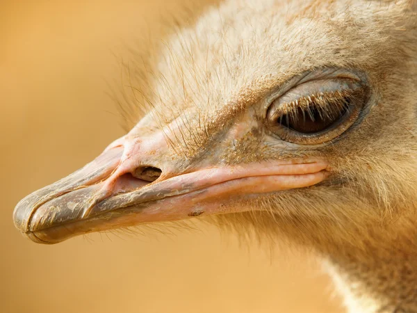 Strauß im Thunfisch-Zoo — Stockfoto