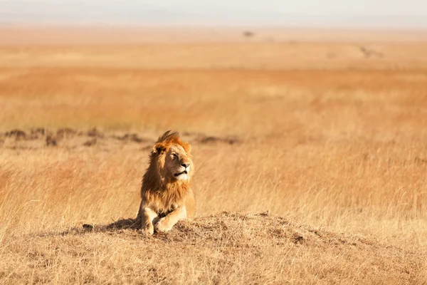 Mannetjes leeuw in Masai Mara — Stockfoto