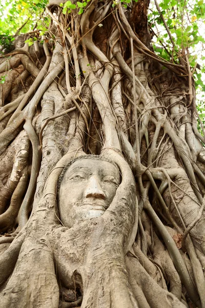 Huvudet av Buddha under ett fikonträd, Ayutthaya — Stockfoto