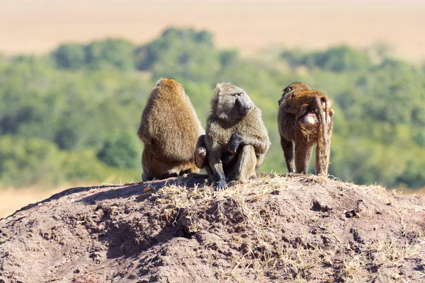 Baboons, Masai Mara — Stock Photo, Image