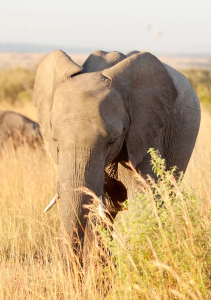 Slon v národním parku Amboseli — Stock fotografie