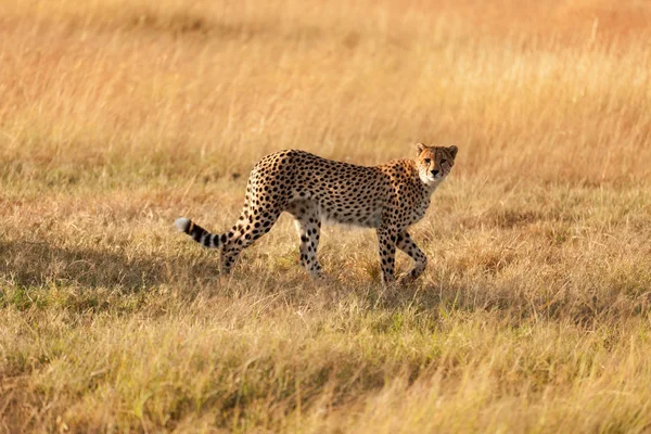 Mies gepardi Masai Marassa — kuvapankkivalokuva