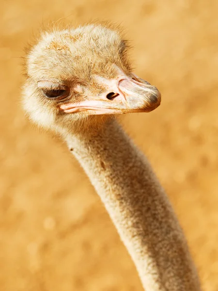 Ostrich  in Tunisia zoo — Stock Photo, Image