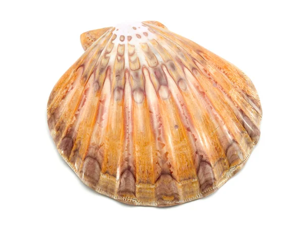 Shell on  white  background — Stock Photo, Image