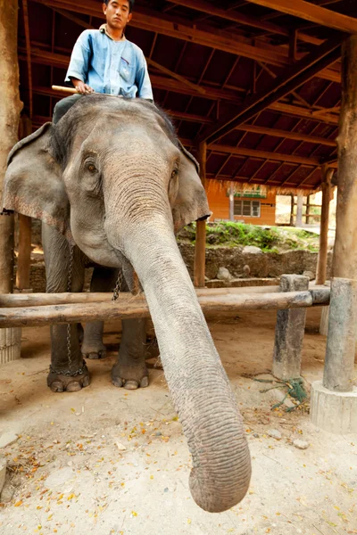 Campamento de elefantes Maesa, Tailandia —  Fotos de Stock