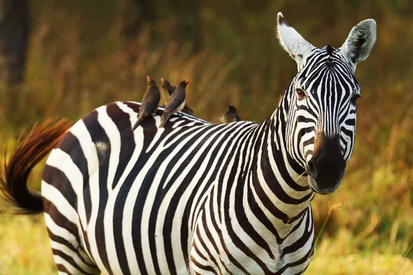 Zebra  in Amboseli National Park Stock Picture