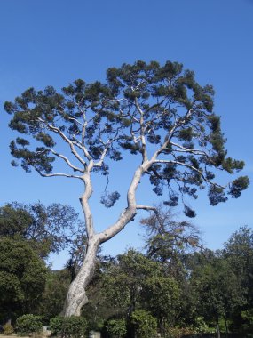 Güzel ağaç Nice, Fransa