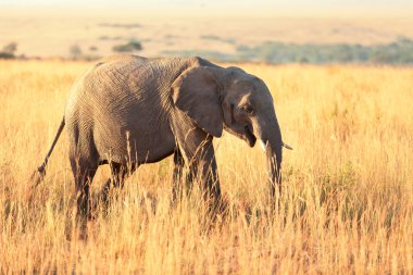 Fil Amboseli Ulusal Park