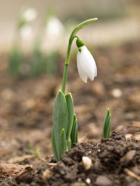 güzel kardelen çiçek