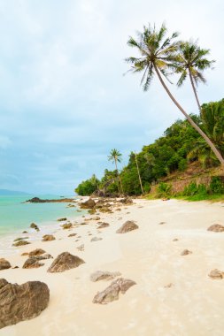 Koh Samui beach palmiye ağaçları ile