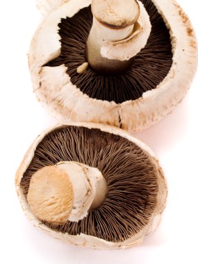 Arka plan üzerinde mantar yemek