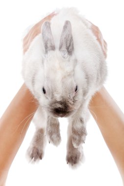 kadının elinde beyaz tavşan