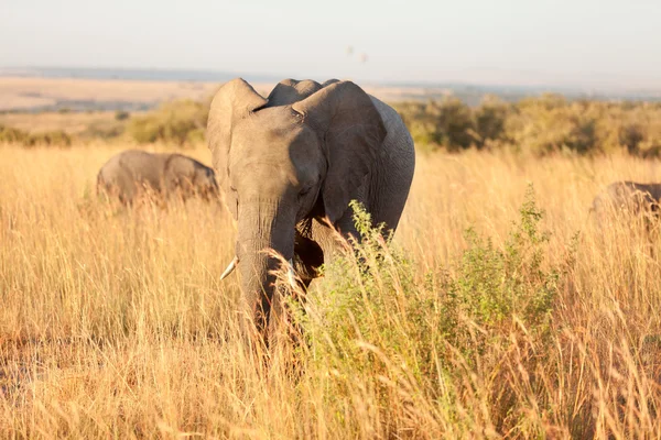 Elephants at sunset in Amboseli — Stock Photo, Image