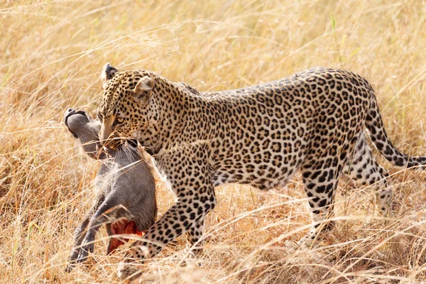 Ženské leopard v Masai Mara — Stock fotografie