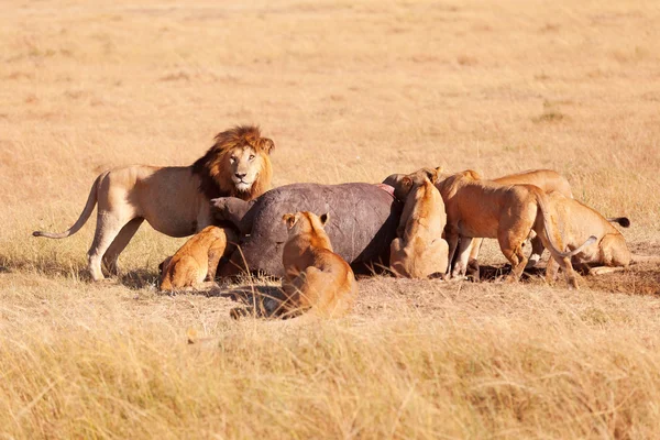 Trots van leeuwen in Masai Mara — Stockfoto