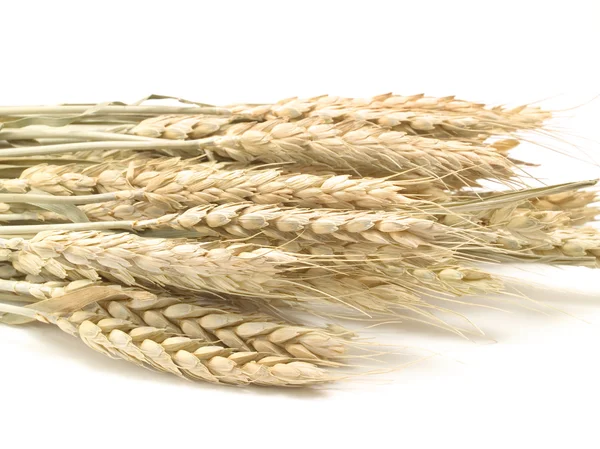 Raw Wheat on background — Stock Photo, Image