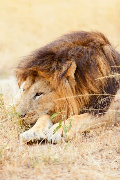 マサイマラ国立保護区で雄ライオン — ストック写真