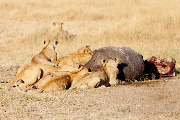 Orgullo de los leones en Masai Mara — Foto de Stock
