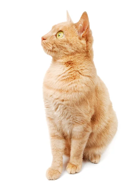 かわいい赤猫の分離 — ストック写真