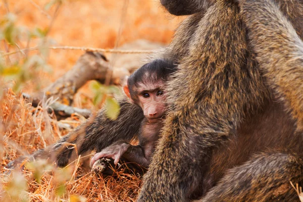 Baby baboon sugande — Stockfoto