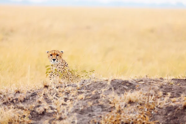 Mies gepardi Masai Marassa — kuvapankkivalokuva