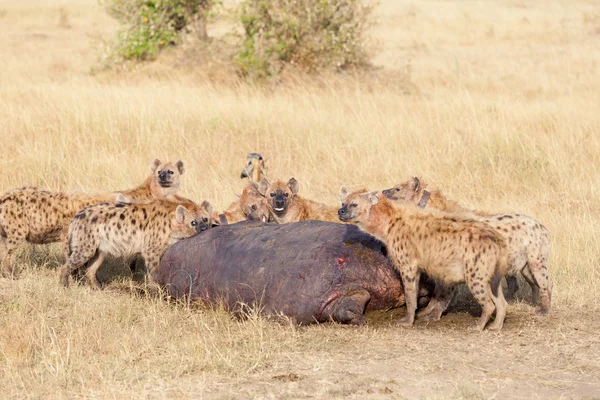 Hyena's eten prooi, Masai — Stockfoto