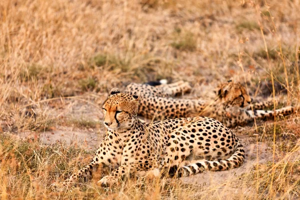 Gepardy w Masai Mara — Zdjęcie stockowe