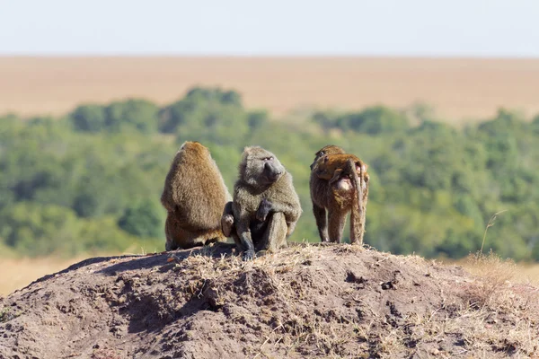 Baboons, Masai Mara — Fotografie, imagine de stoc