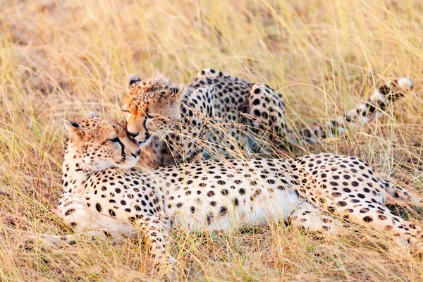 Geparder i Masai Mara i Kenya — Stockfoto