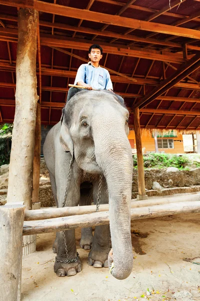 Campamento de elefantes Maesa, Tailandia —  Fotos de Stock