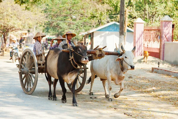 Uomini birmani a cavallo di un carretto di bue — Foto Stock