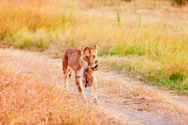 Leão fêmea carregando bebê no Quênia — Fotografia de Stock