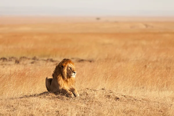 Hím oroszlán Masai Mara — Stock Fotó