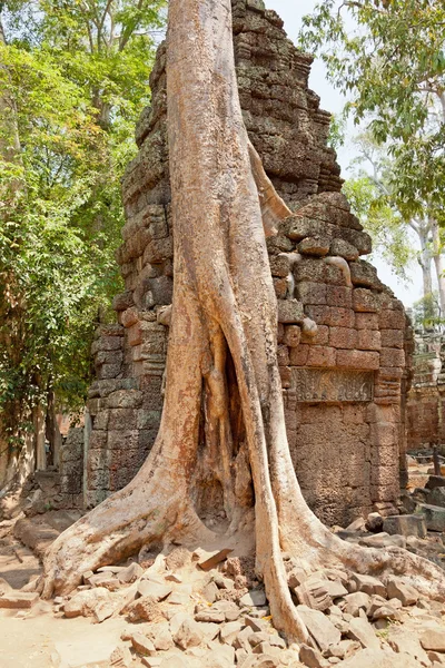 Ta prohm ruiny, angkor wat, Kambodža — Stock fotografie