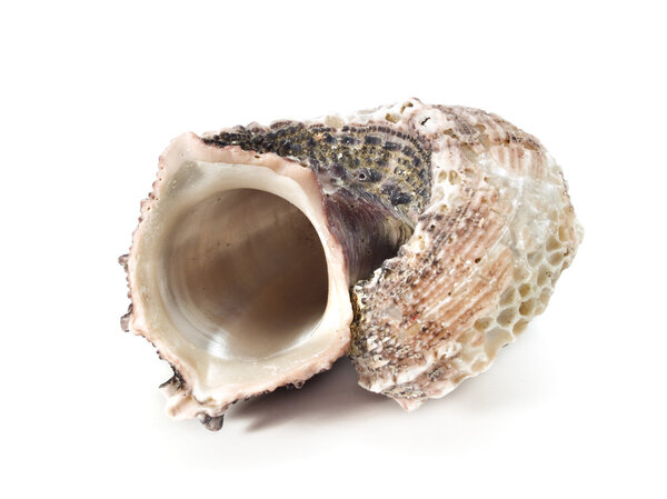 Shell on  white  background