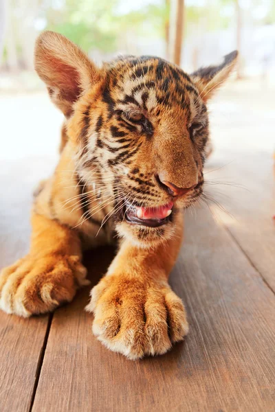 Baby tiger in Thailand — Stock Photo, Image