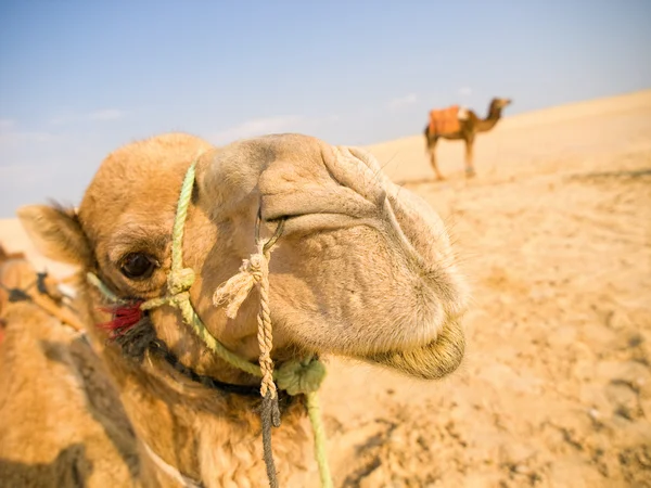 Camelos no deserto — Fotografia de Stock