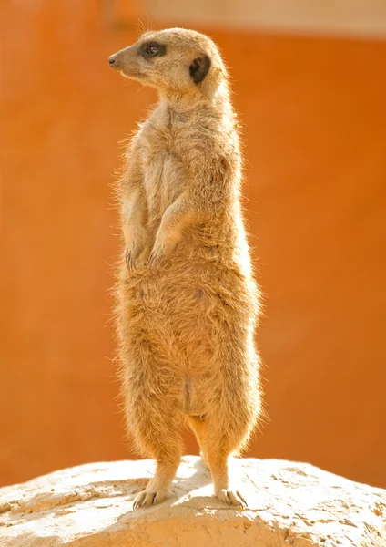 Meerkat se uită în jur — Fotografie, imagine de stoc